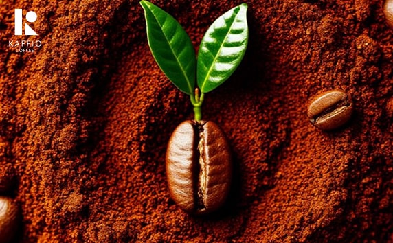 فواید قهوه روبوستا