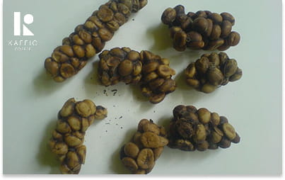 مدفوع سیوت آسیایی