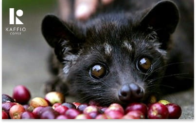 بهترین قهوه دنیا از مدفوع کدام حیوان است؟